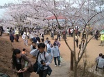 花見山1.jpg