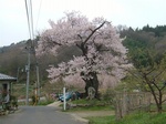 茶屋のさくら1.jpg