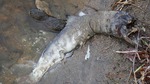 DSCF0077.jpg