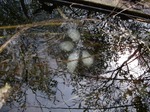 DSCF0101.jpg
