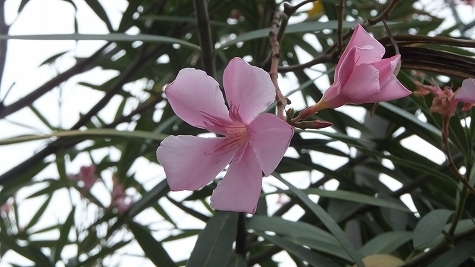 DSCF0178.jpg
