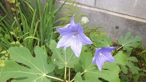 DSCF0185.jpg