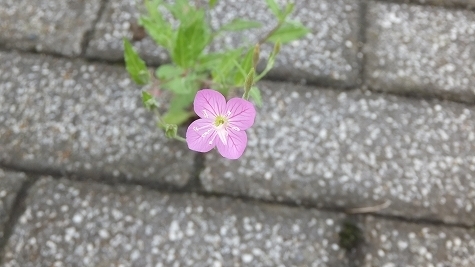 DSCF0186.jpg