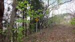 DSCF0278.jpg