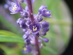 DSCF0290.jpg