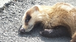 DSCF0363.jpg