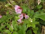 DSCF0439.jpg