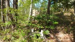 DSCF0453.jpg