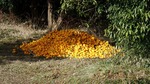 DSCF0467.jpg