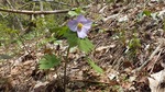 DSCF0502.jpg