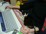 tyoujo-neko