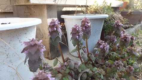 DSCF0561.jpg