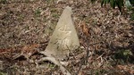 DSCF0562.jpg
