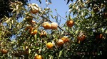 DSCF0567.jpg