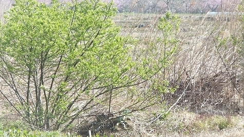 DSCF0585.jpg