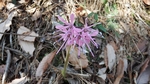 DSCF0652.jpg