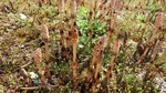 DSCF0657.jpg