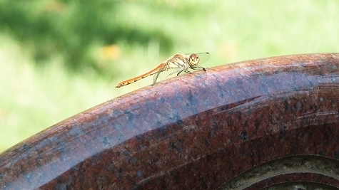 DSCF0660.jpg