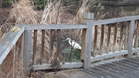 DSCF0716.jpg