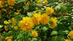 DSCF0788.jpg