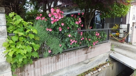 DSCF0825.jpg