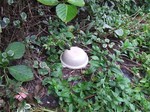 DSCF0854.jpg