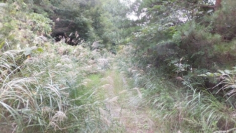 DSCF0862.jpg