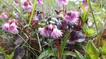 DSCF0921.jpg
