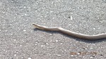 DSCF0995.jpg