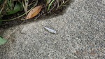 DSCF1082.jpg