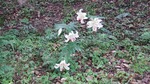 DSCF1098.jpg