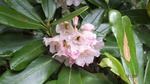 DSCF1186.jpg