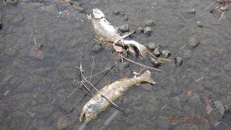 DSCF1433.jpg