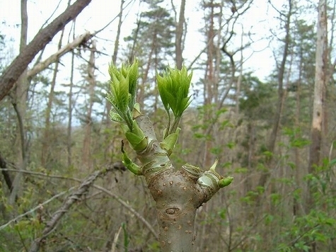 DSCF1508.jpg