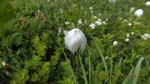 DSCF1652.jpg