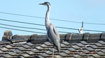 DSCF1894.jpg