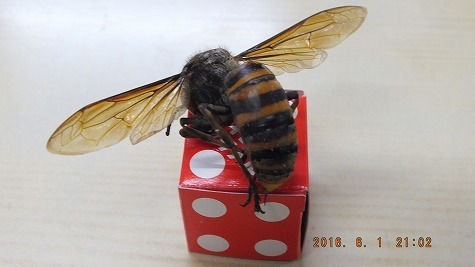 DSCF2096.jpg