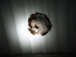 DSCF2283.jpg