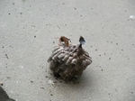 DSCF2292.jpg