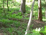 DSCF2339.jpg