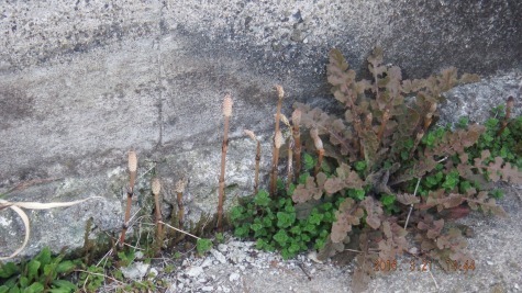 DSCF2380.jpg