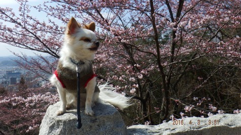 DSCF2403.jpg