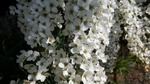DSCF2414.jpg