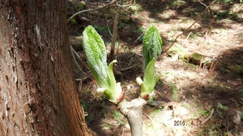 DSCF2441.jpg