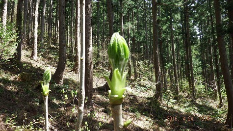 DSCF2442.jpg