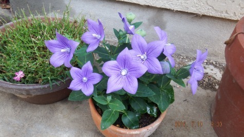 DSCF2671.jpg