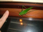 DSCF2674.jpg