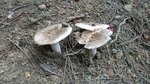 DSCF2901.jpg