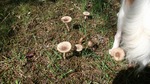 DSCF2925.jpg