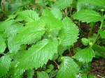DSCF3074.jpg